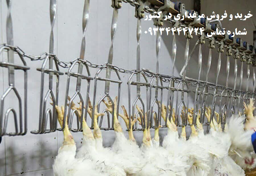 فروش مرغ داری گوشتی و تخم گذار