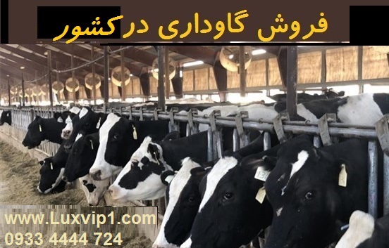 خرید گاوداری